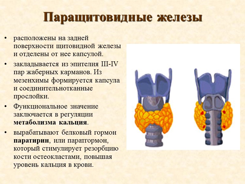 Паращитовидные железы  расположены на задней поверхности щитовидной железы и отделены от нее капсулой.